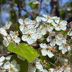 Evergreen Pear