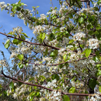 Evergreen Pear