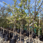 Evergreen Pear