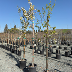 Evergreen Pear Tree