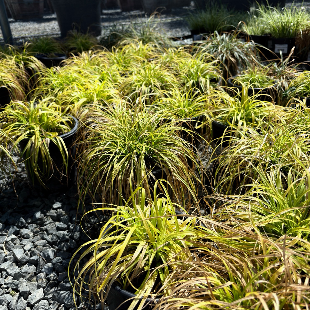 Row of Everillo Japanese Sedge with green and yellow foliage on a gravel surface.