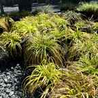 Row of Everillo Japanese Sedge with green and yellow foliage on a gravel surface.