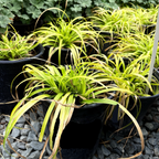 Potted Everillo Japanese Sedge with long green leaves on a bed of small stones.