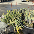 Fan Aloe