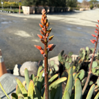 Fan Aloe