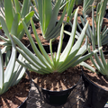 Fan Aloe