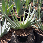 Fan Aloe