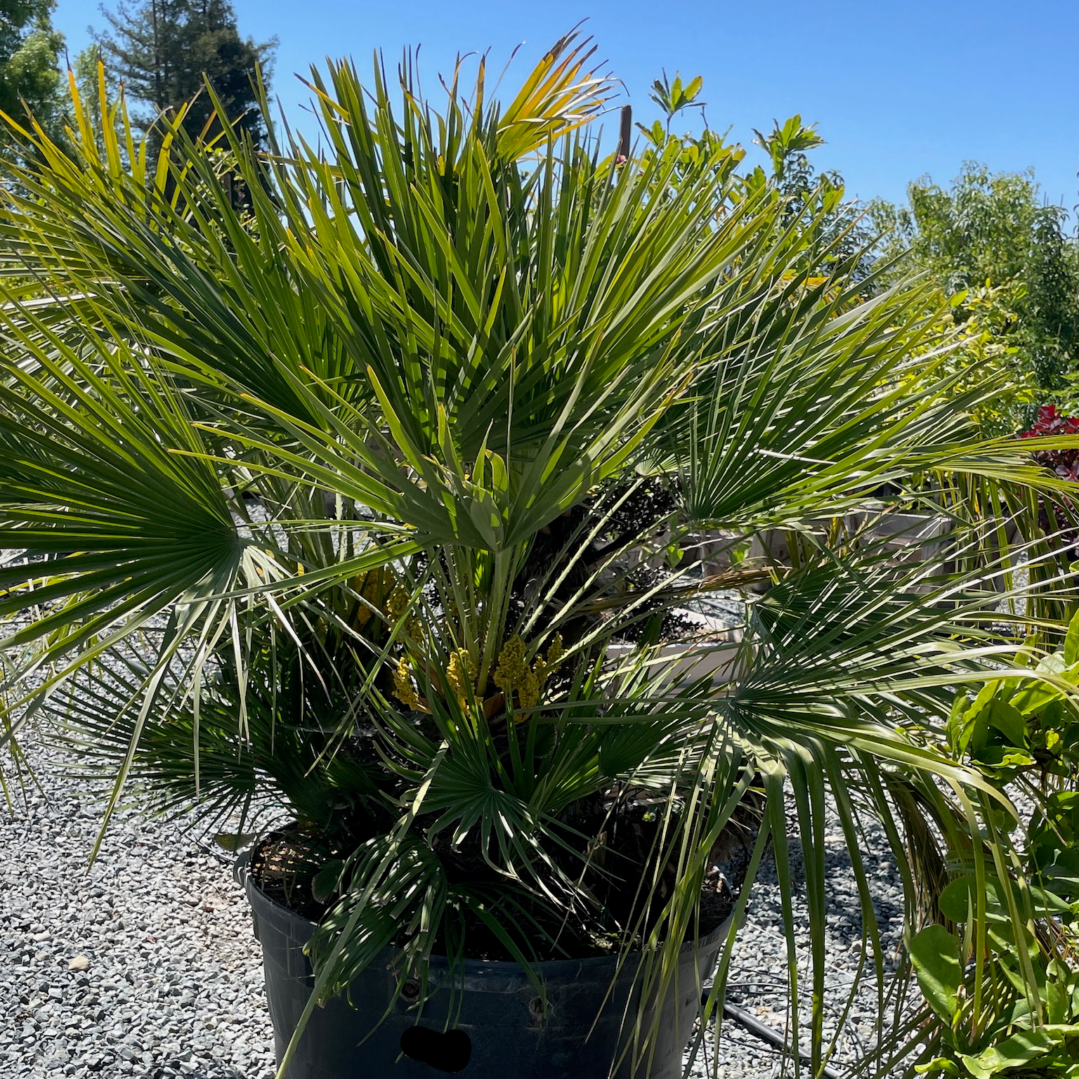 Fan Palm