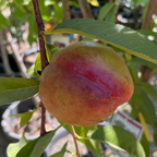 Fantasia Nectarine