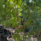Fantasia Nectarine