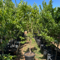 Fantasia Nectarine