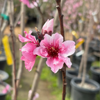 Fantasia Nectarine