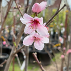 Fantasia Nectarine