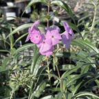 Fashionably Early Flamingo Phlox