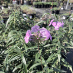 Fashionably Early Flamingo Phlox