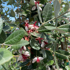 Feijoa Pineapple Guava