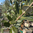 Feijoa Pineapple Guava
