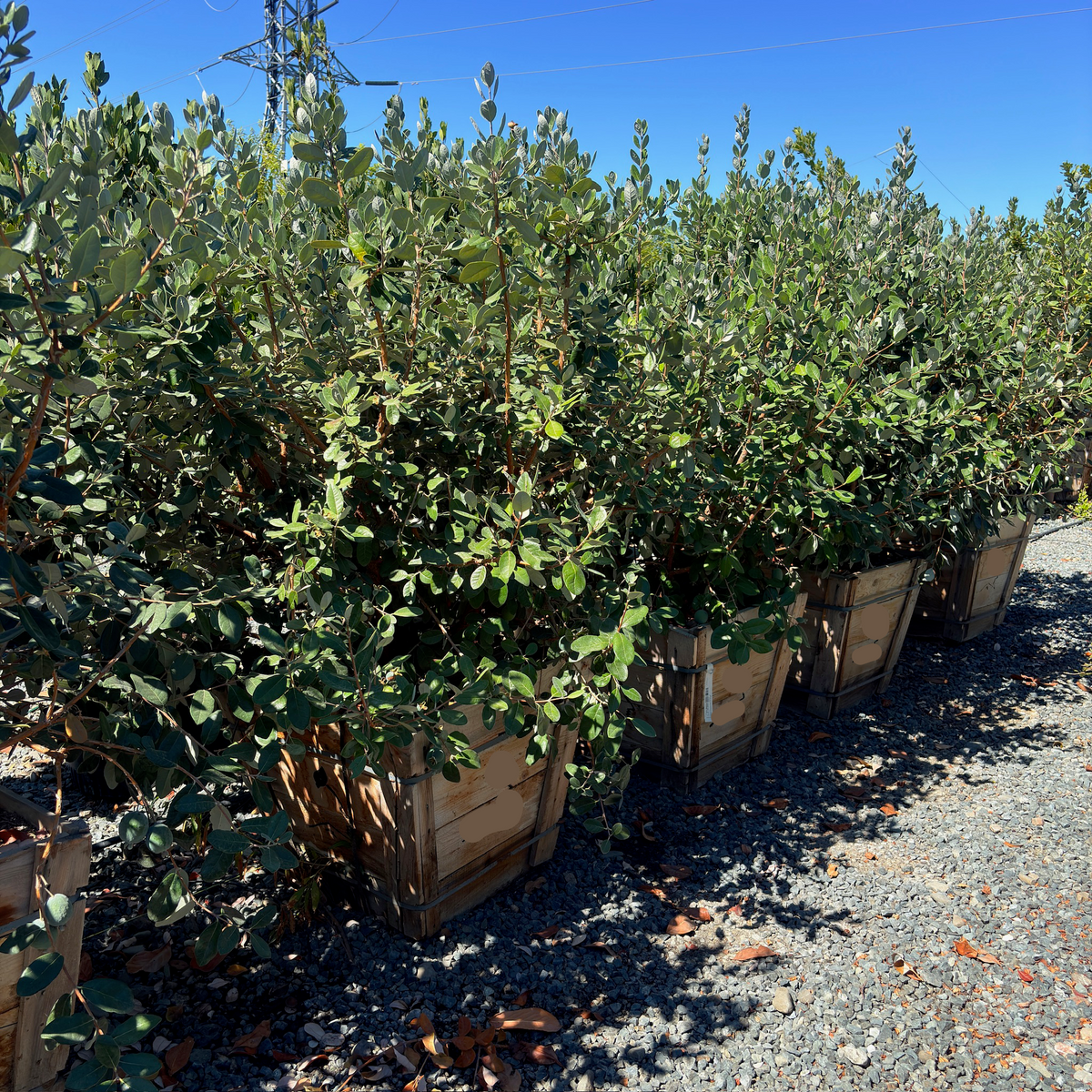 Feijoa sellowiana