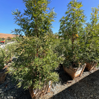 Fernleaf Catalina Ironwood