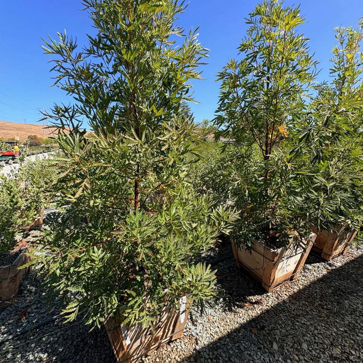 Fernleaf Catalina Ironwood