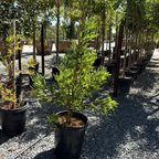 Fernleaf Catalina Ironwood