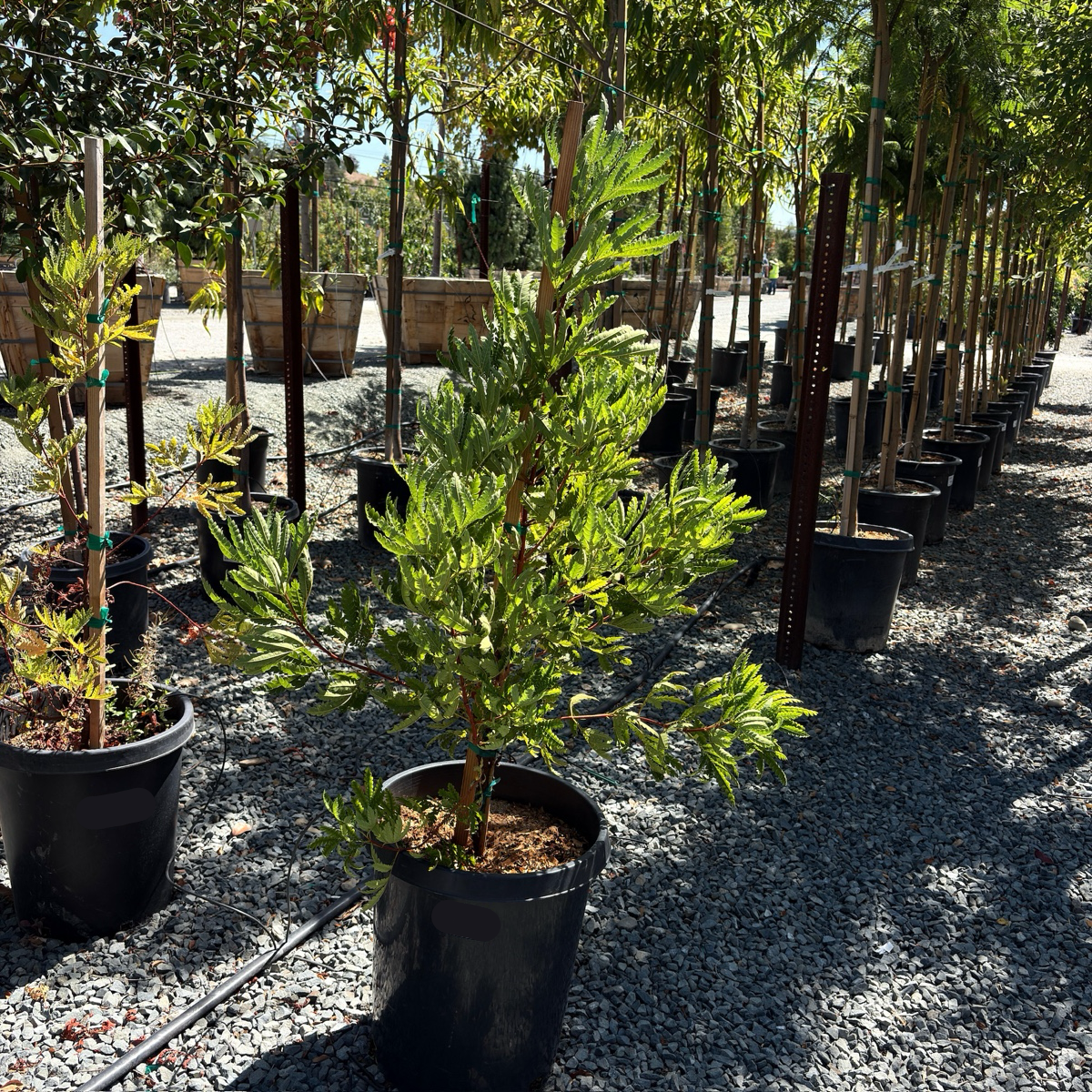 Fernleaf Catalina Ironwood