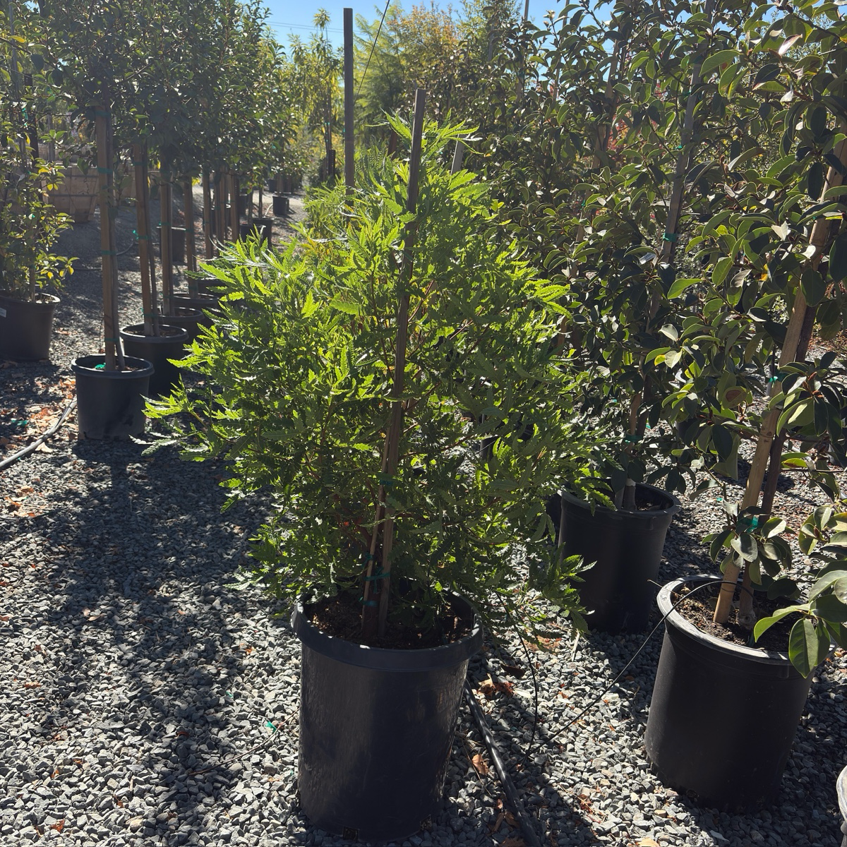 Fernleaf Catalina Ironwood