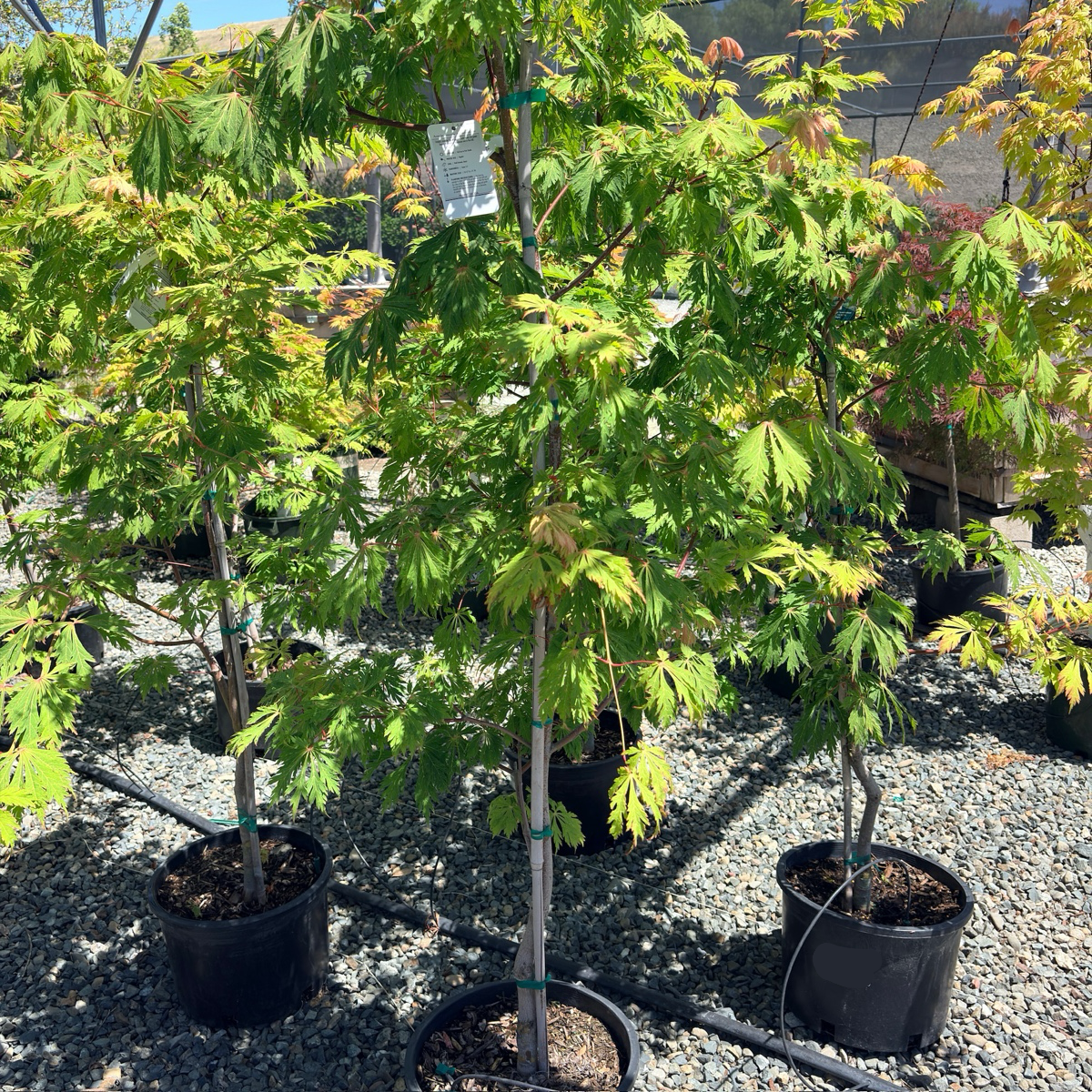 Fernleaf Fullmoon Maple