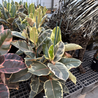 Ficus 'Tineke