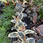 Ficus 'Tineke