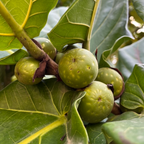 Fiddle-Leaf Fig
