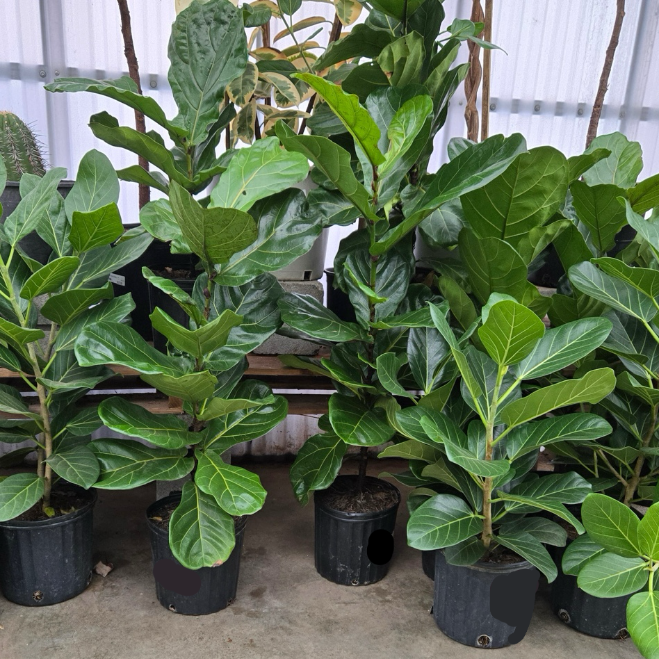 Fiddle-Leaf Fig
