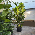 Fiddle Leaf Fig