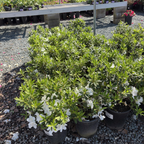 Fielder's White Azalea