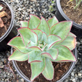 Fire and Ice Echeveria