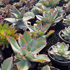 Fire and Ice Echeveria