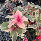 Firecracker Fuchsia