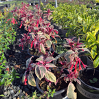Firecracker Fuchsia