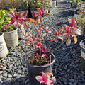 Firecracker Fuchsia