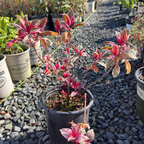 Firecracker Fuchsia