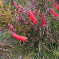 Firecracker Plant