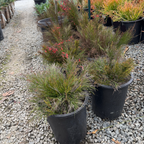 Firecracker Plant