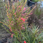 Firecracker Plant