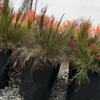 Firecracker Plant
