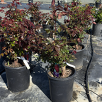 Firefighter Hybrid Tea Rose