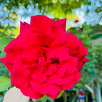 Firefighter Hybrid Tea Rose