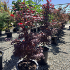 Fireglow Japanese Maple