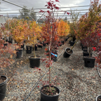 Potted Fireglow Japanese Maple trees with autumn-colored leaves in a nursery setting