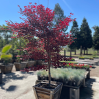 Fireglow_Japanese_Maple