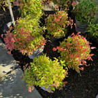 Potted Firepower Heavenly Bamboo plants with green and pink leaves on a concrete surface